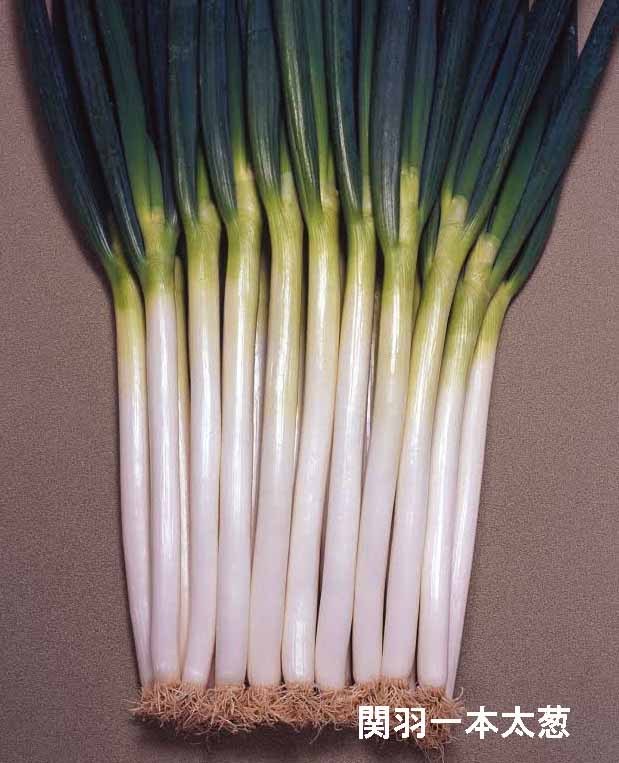 ネギ 関羽一本太 花と野菜の種・肥料・農薬やガーデニング用品の販売