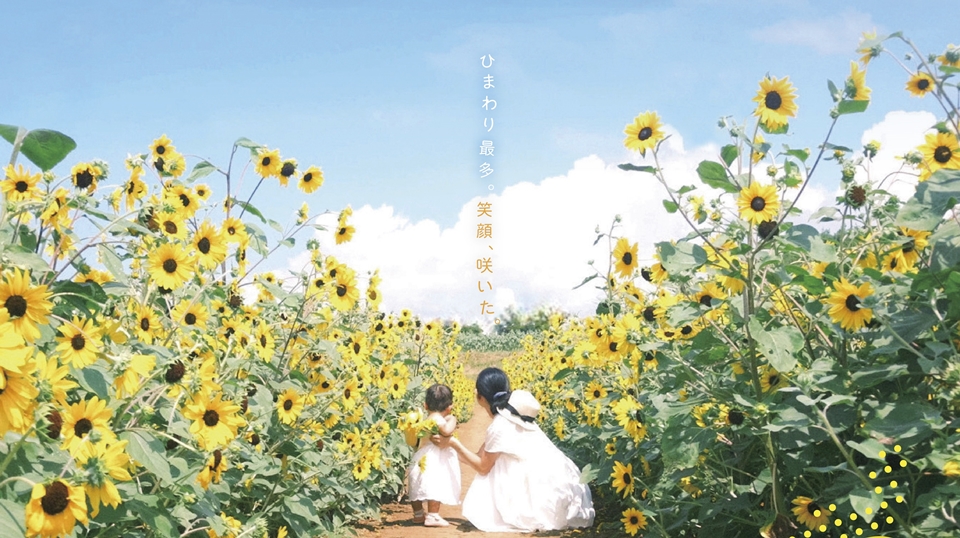 約40万本のひまわりが咲き誇る！北杜市明野サンフラワーフェス2025