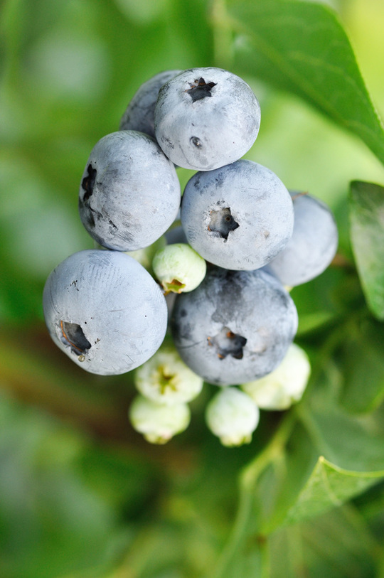 コロンブスの苗木（販売） - 果樹苗木の生産・販売 株式会社吉岡国光園