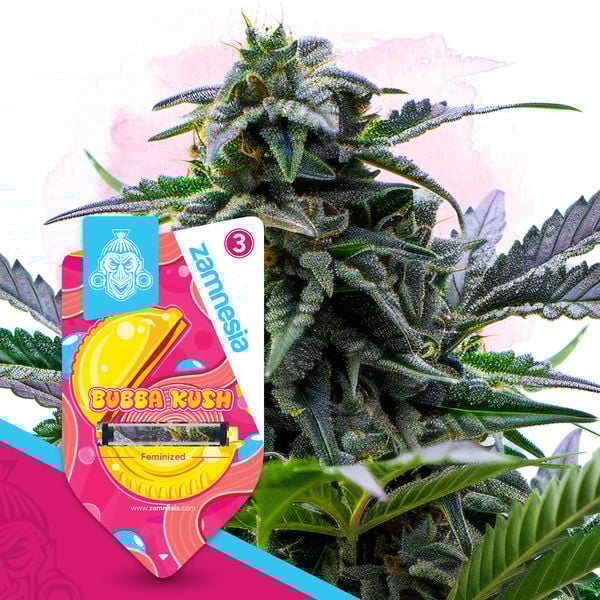 Bubba Kush | Zamnesia Seeds