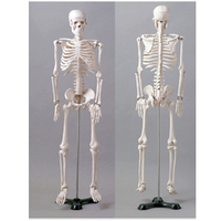 ミニ人体骨格模型（85cm） | 全医療器