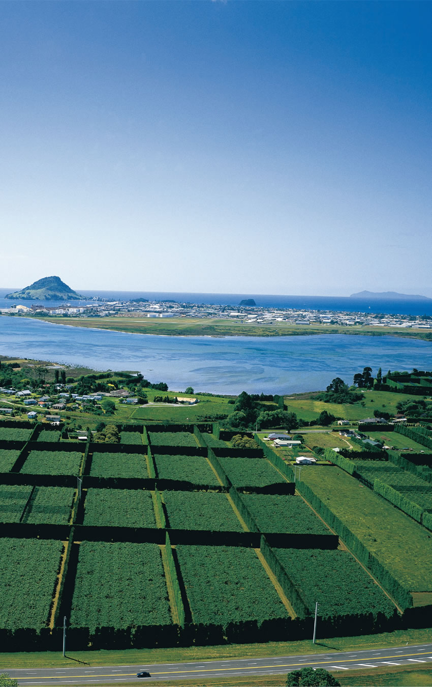 好評につき第2弾！今年はゴールドのデザインがかわいい【数量限定