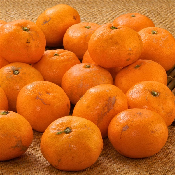 天下御免（青島みかん）3kg 1月中旬発送開始 | 全農食品オンラインショップ