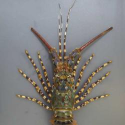 ニシキエビ | 甲殻 | 市場魚貝類図鑑