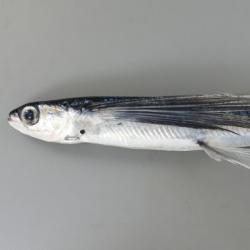 ハマトビウオ | 魚類 | 市場魚貝類図鑑