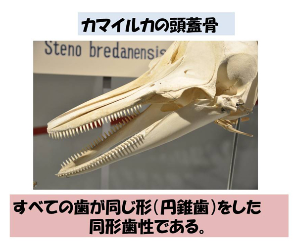 イルカの歯のふしぎ その2／ハクジラとヒゲクジラ | 岡崎 好秀 先生