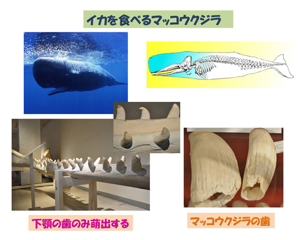 イルカの歯のふしぎ その6／ハクジラの歯 | 岡崎 好秀 先生 | モリタ