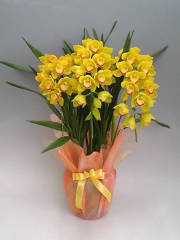 アーチ仕立て シンビジューム イエロー 3本立ち♪ラッピング無料♪｜洋