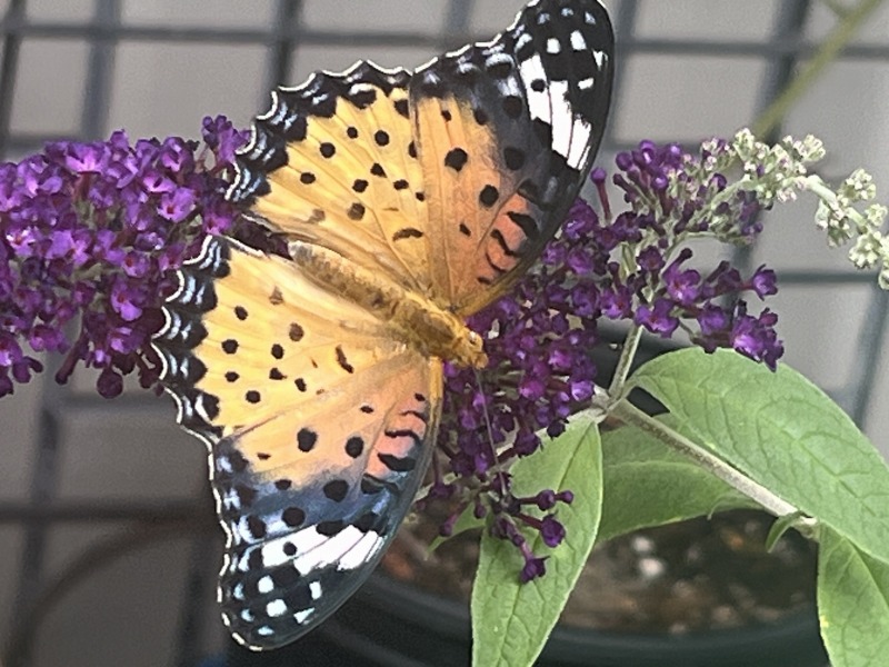 264号】蝶が寄ってくる花 | 柏市役所