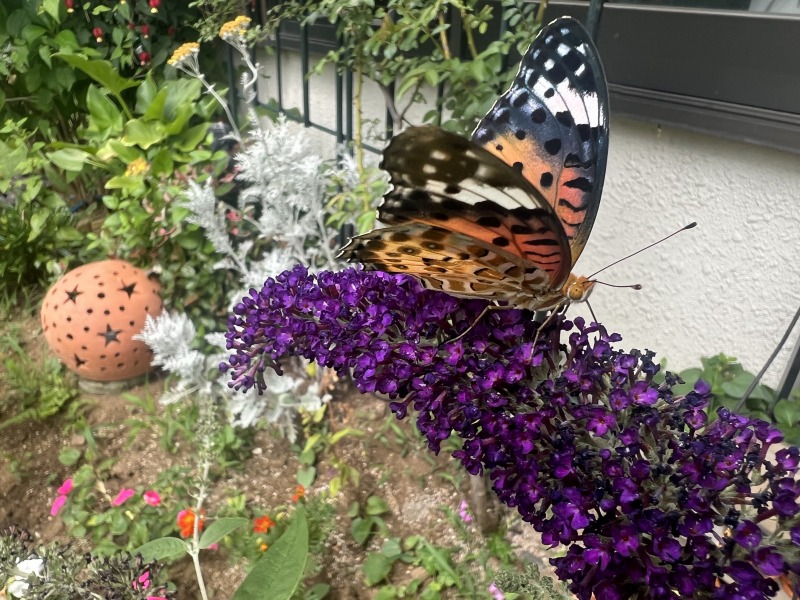 264号】蝶が寄ってくる花 | 柏市役所