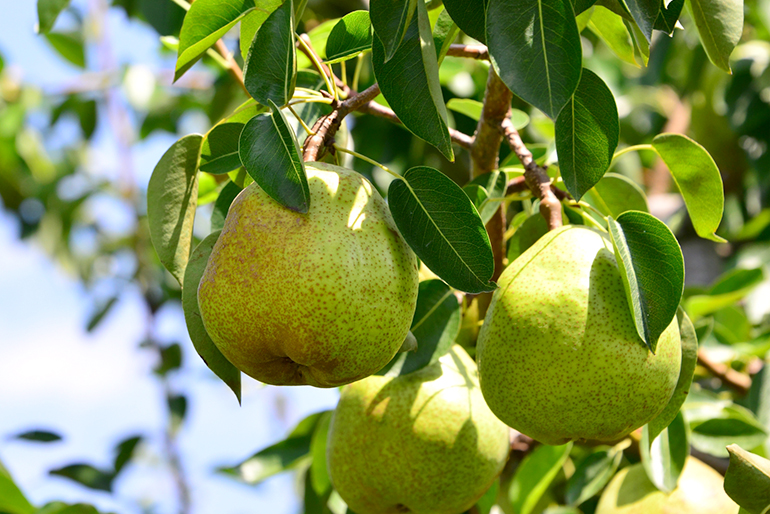山形直送計画】山形県産 ラ・フランス（贈答用・家庭用） – 戸田農園