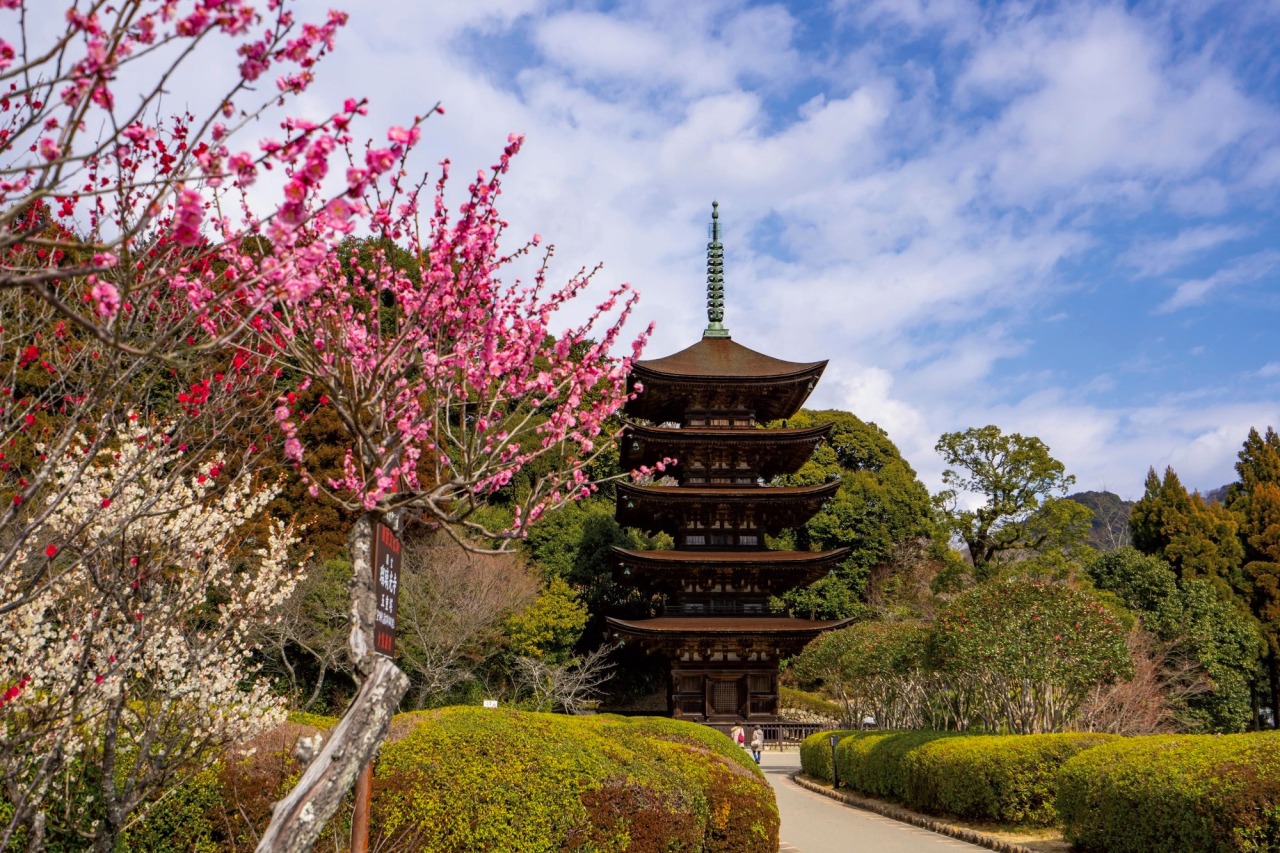 改装SP記念‼️✨お寺✨桜咲く✨瑠璃光寺✨五重の塔✨SPハイグレード