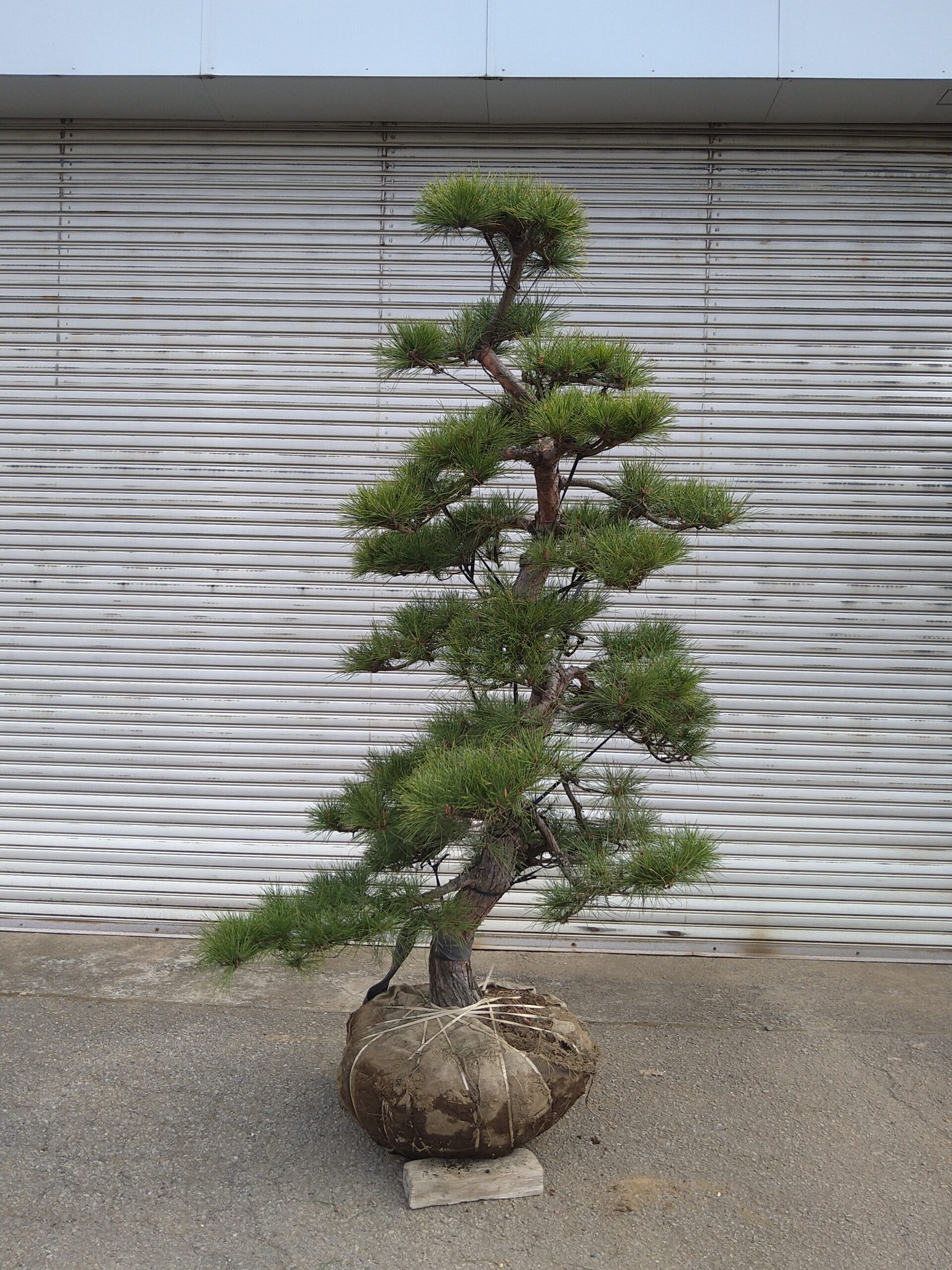 赤松 アカマツ 02 | 有限会社 山田植木