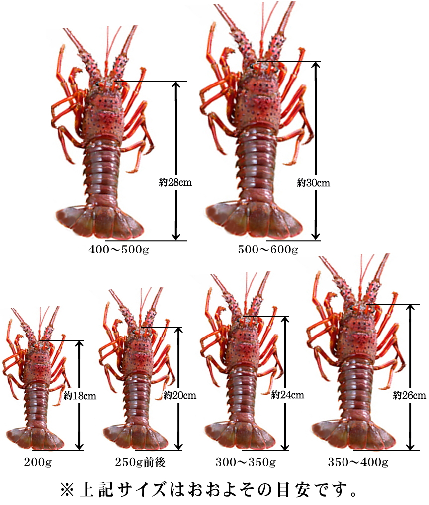 活き伊勢海老 500g～600g | 海産問屋 山金商店 | 伊勢海老通販