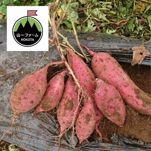 熟成紅はるか(5㎏) 【ねっとり甘く大人気】送料込み｜山一ファーム