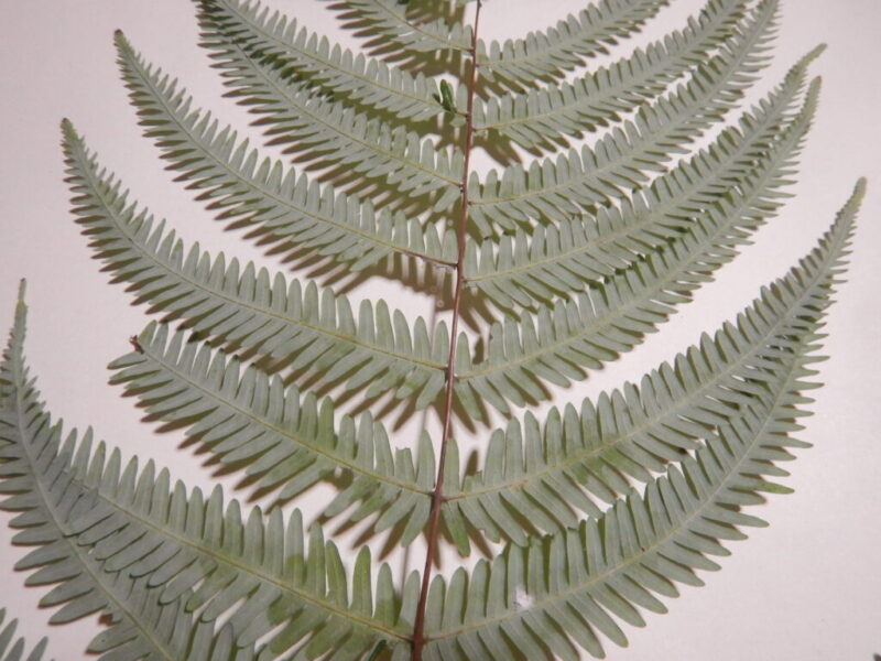 正月飾りに使われるウラジロ（裏白）、近縁種のコシダとの違い