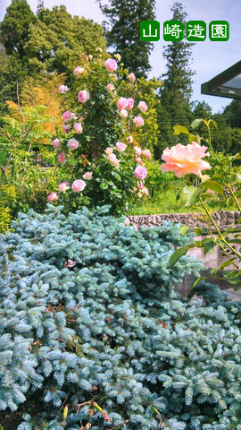 コニファーの最高峰！クリスマスの木・プンゲンストウヒ(コロラド