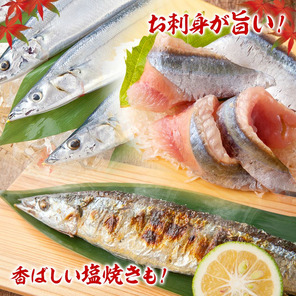土日お届け限定】気仙沼産「極上生さんま」10~20尾（約1.3~2.6kg