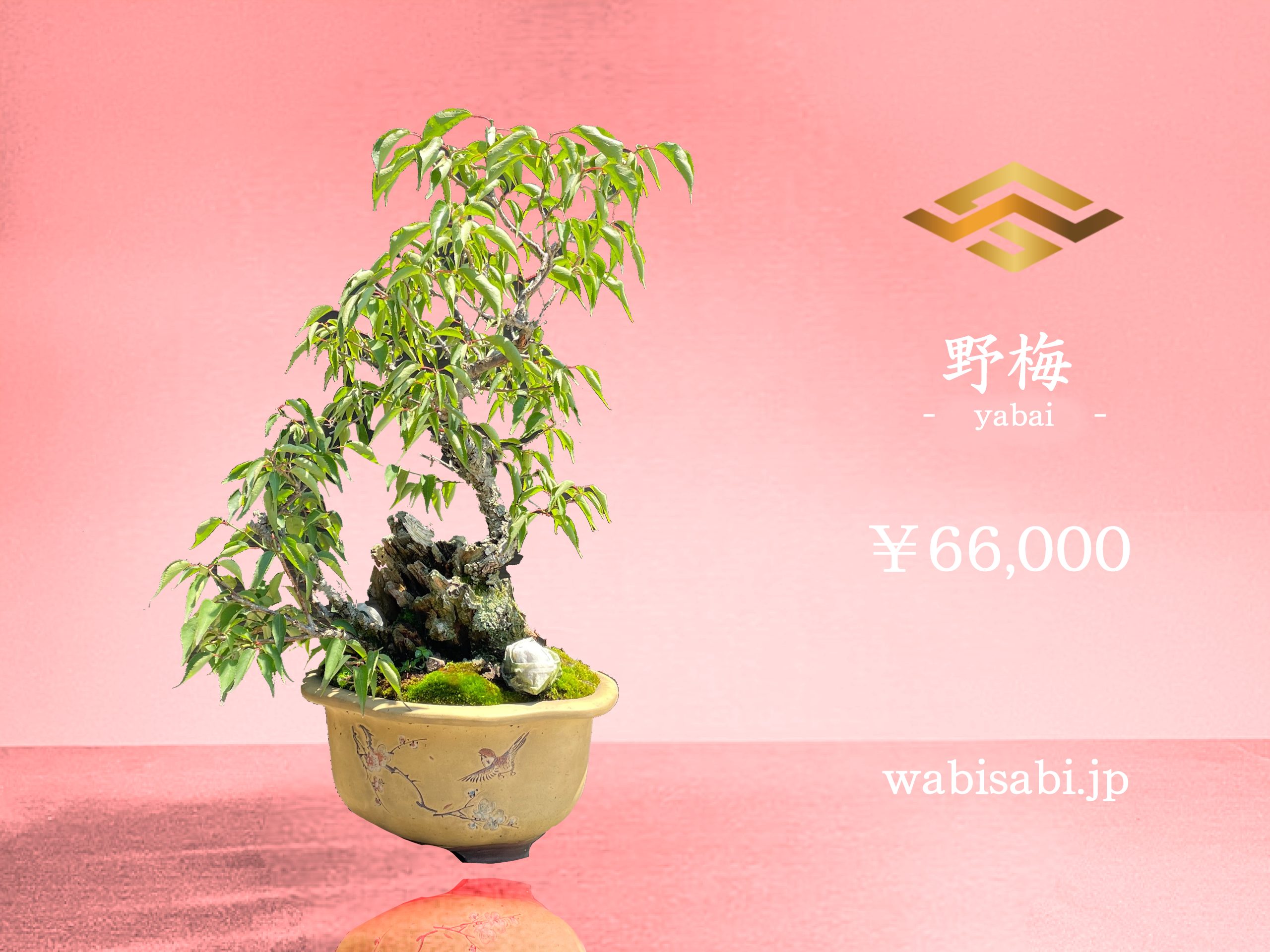 野梅 - WabiSabi.jp