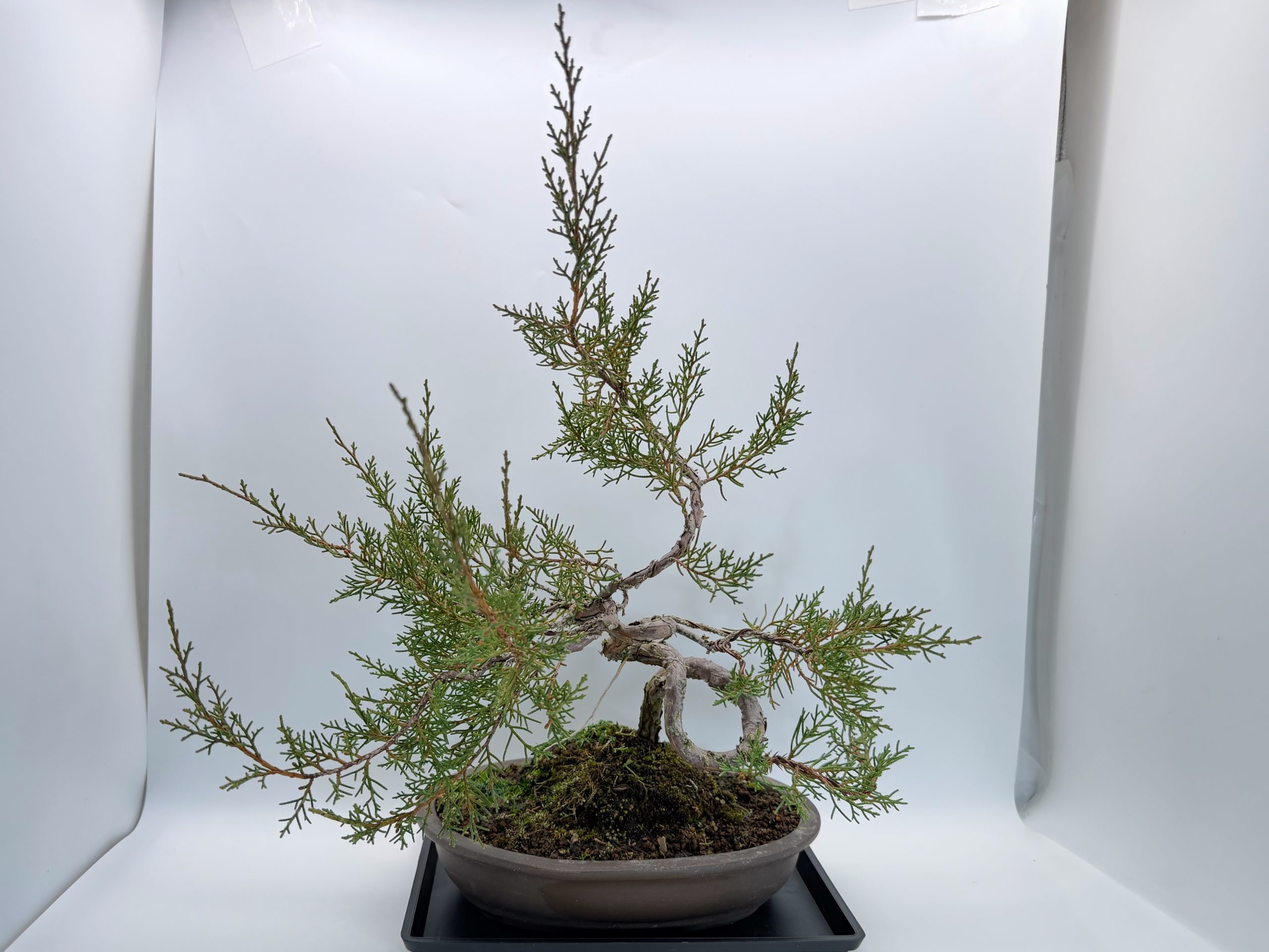 糸魚川真柏 - WabiSabi.jp