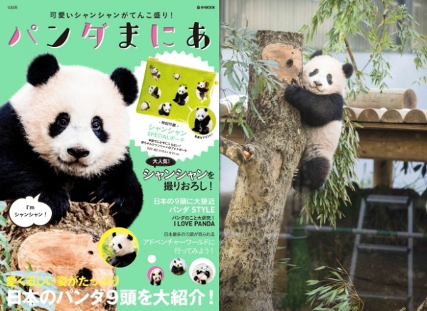 シャンシャンに会いに行けないなら、シャンシャンのグラビアを買えば