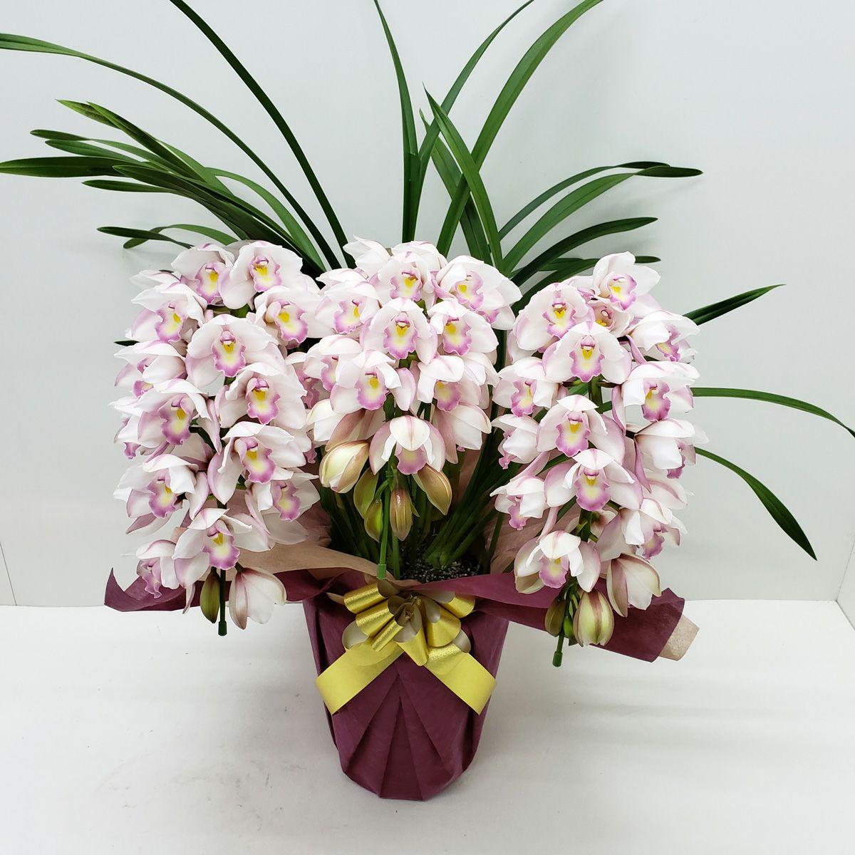 シンビジューム ピンク アーチ 3本立ち ラッピング付 耐寒性 | 洋蘭.jp