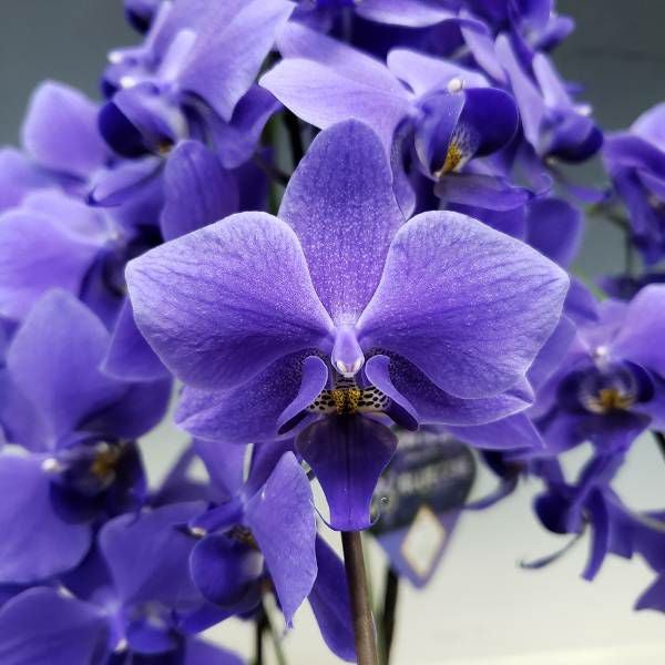 遺伝子組み換えブルーの胡蝶蘭 ファレノプシス 'ブルージーン' 3本立ち