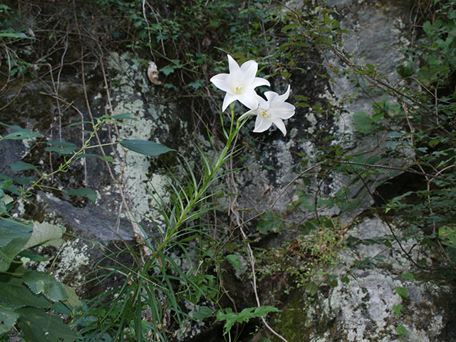 タカサゴユリ（高砂百合）