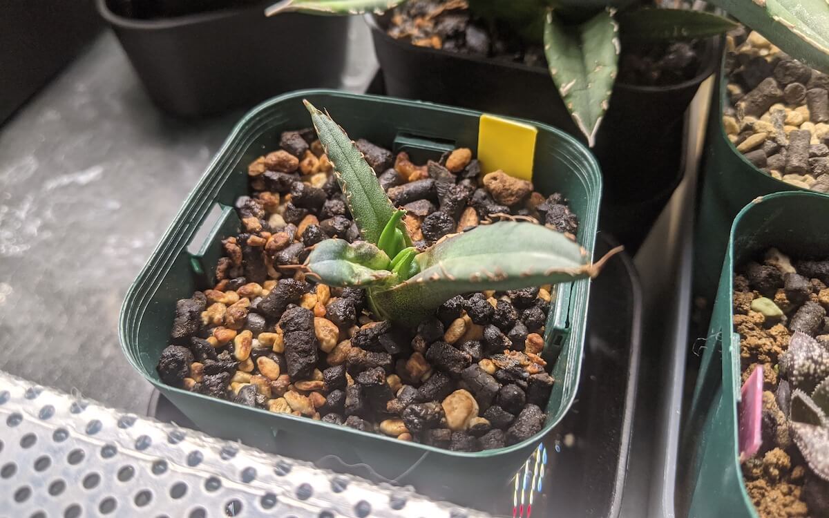 ぶんぶく茶釜 姫厳竜錦 白中斑 姫厳龍 子株✕2株 アガベ・チタノタ 姫