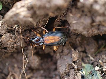 セアカヒラタゴミムシ