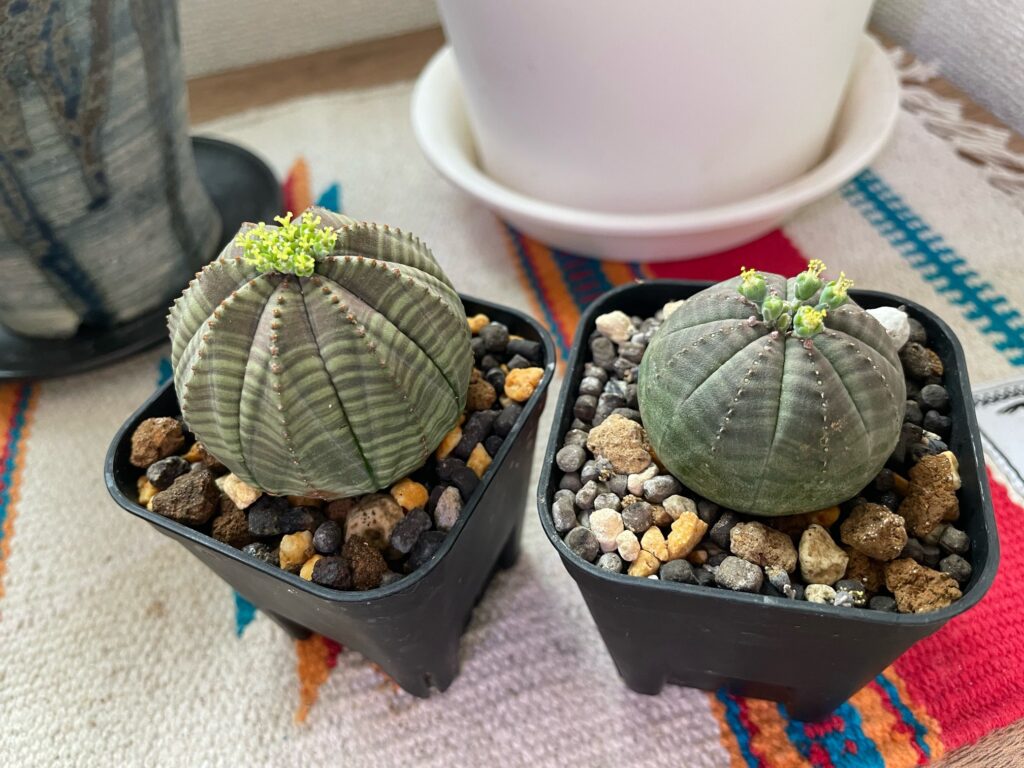 パ*ル様 ① ユーフォルビア オベサ 実生選抜 大株 ライムグリーン 美