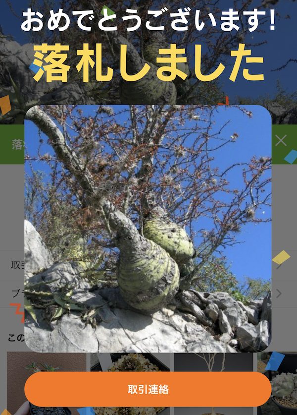 フォークイエリア・ファシクラータ（Fouquieria fasciculata）の実生に