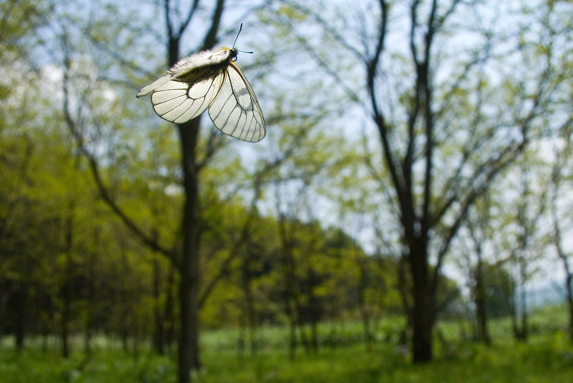 ウスバシロチョウ Parnassius citrinarius