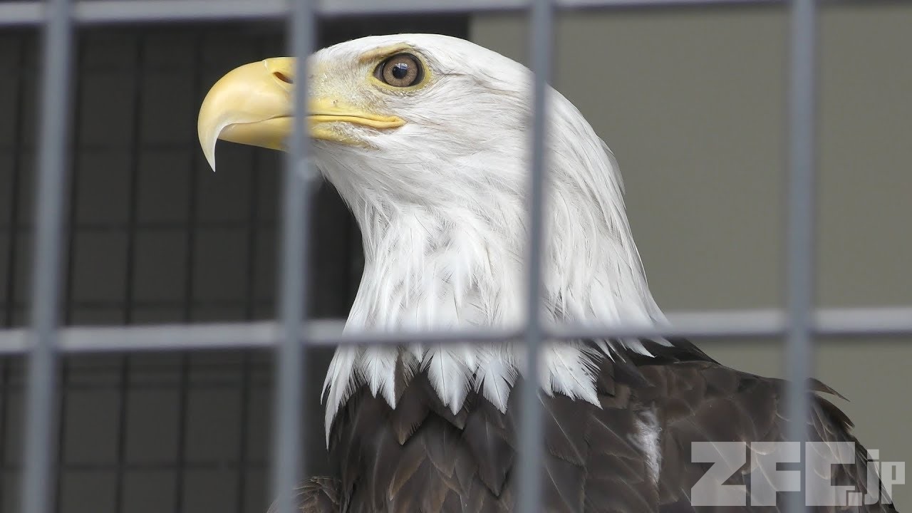 ハクトウワシ | 動物図鑑 | ZFC.jp
