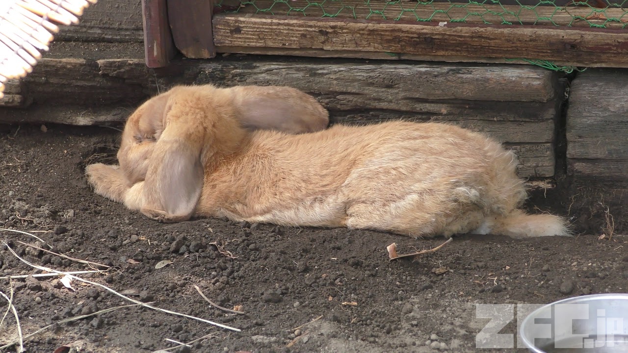 ロップイヤー | 動物図鑑 | ZFC.jp