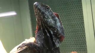 エリマキトカゲ | 動物図鑑 | ZFC.jp