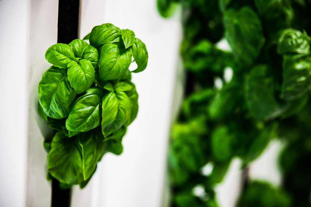 Getting the most out of Basil | ZipGrow Inc.