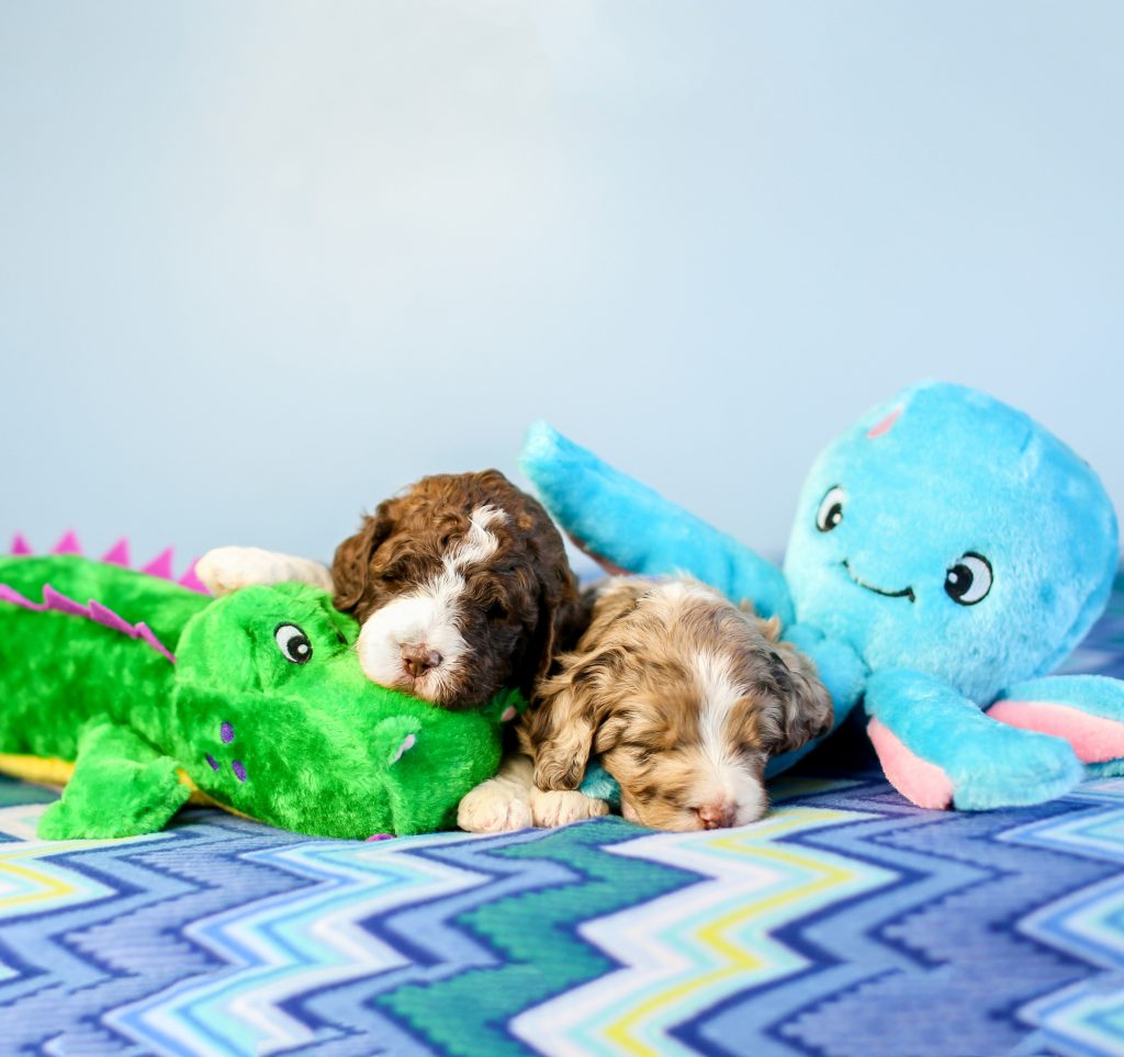 Grunterz Oscar the Octopus | ZippyPaws