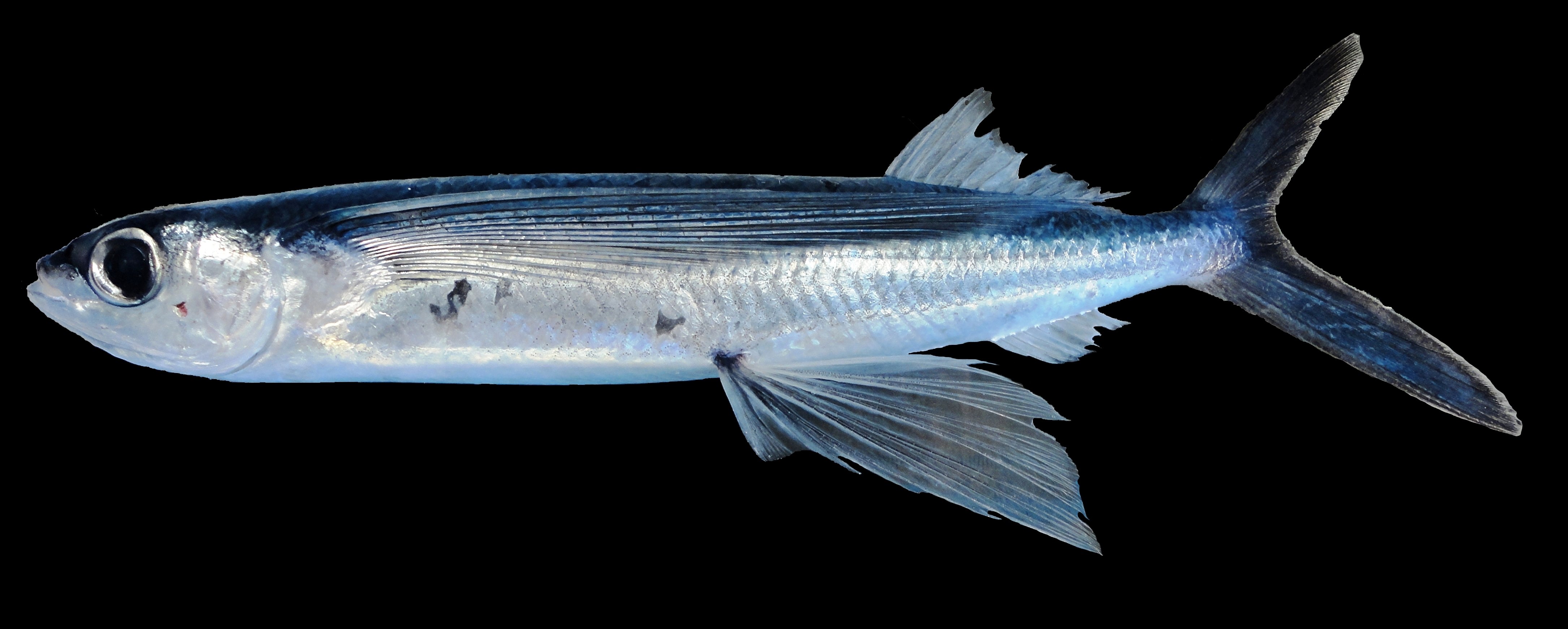 50369.jpg?width=1024&height=