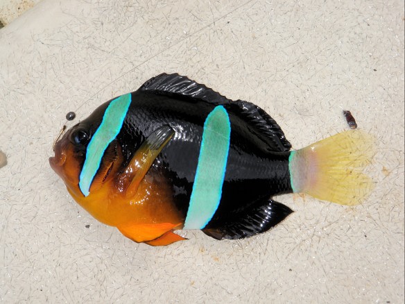 クマノミ(2009.08.23) - WEB魚図鑑