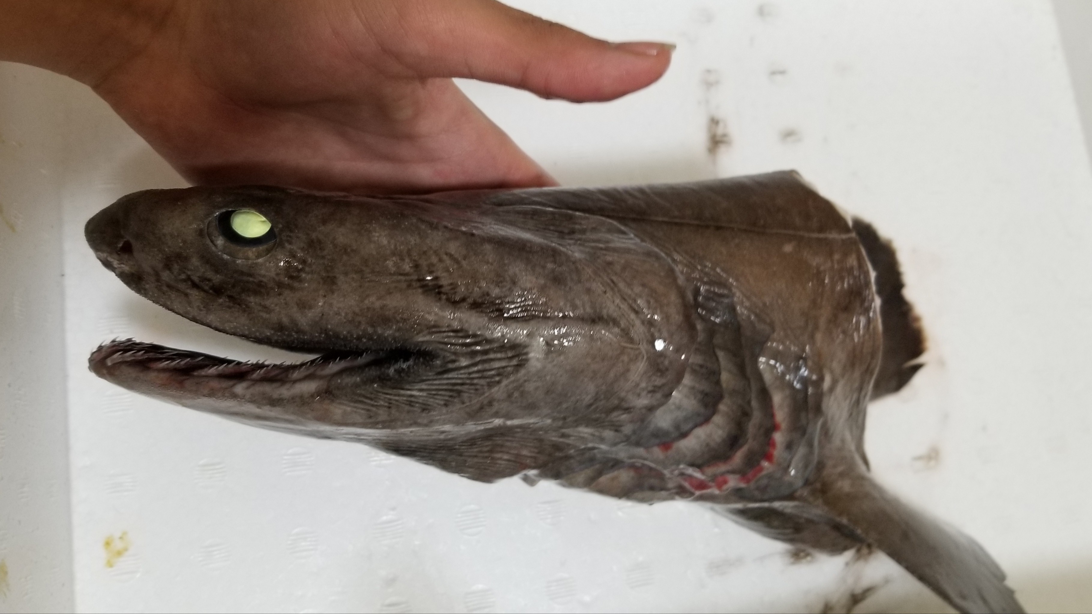 ラブカ(2021.03.28) - WEB魚図鑑