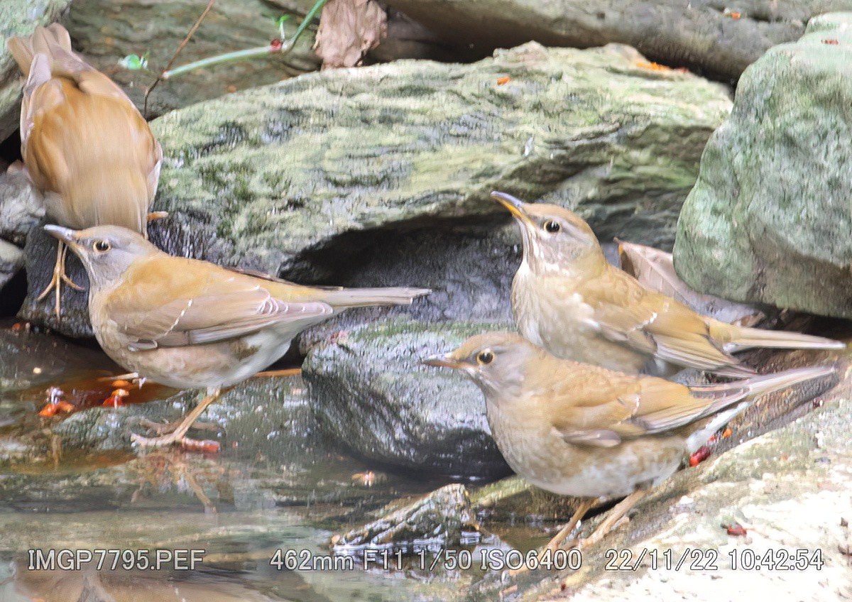 シロハラ(2022.11.27) - 日本の野鳥識別図鑑