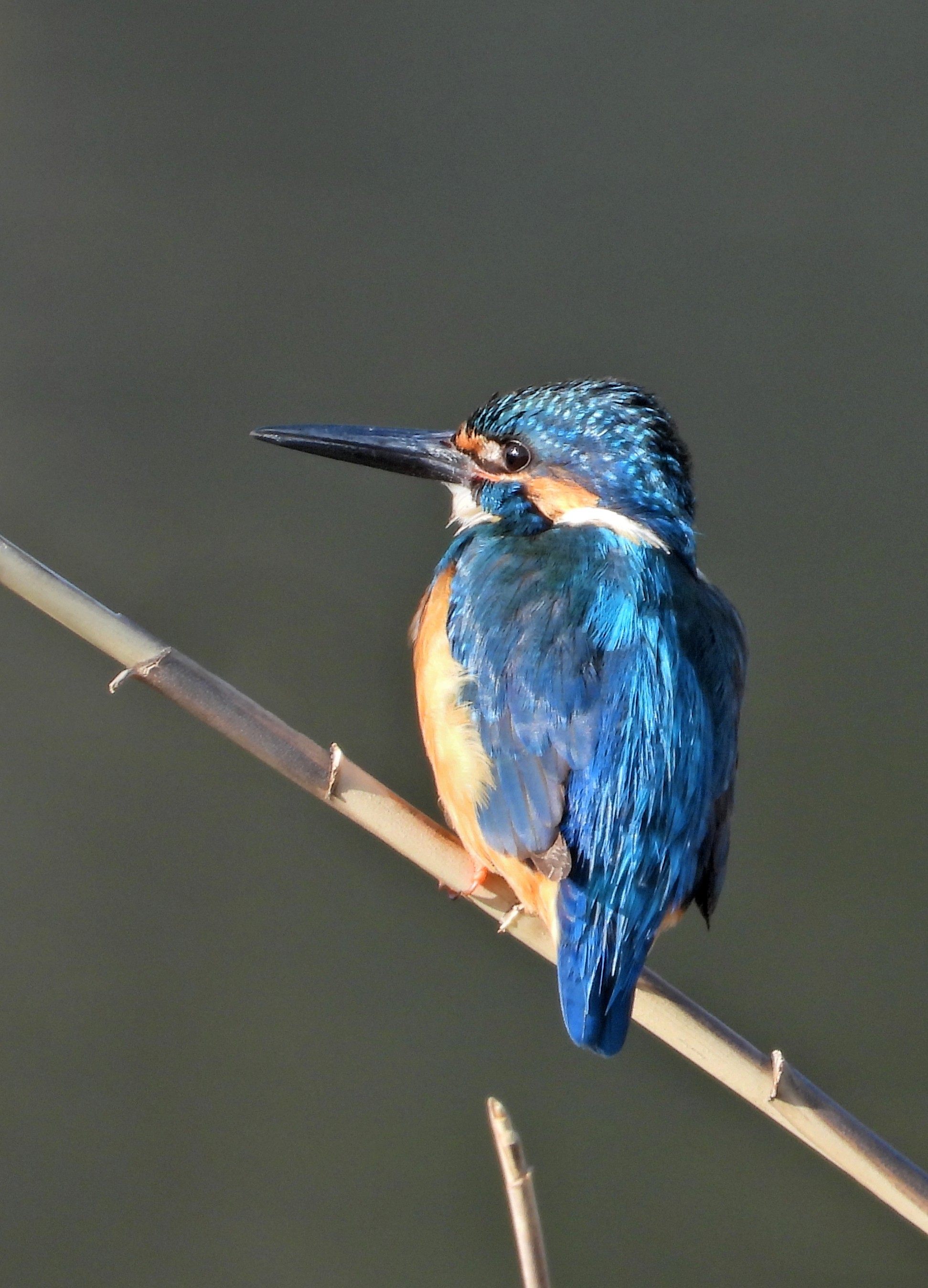 カワセミ(2023.03.31) - 日本の野鳥識別図鑑