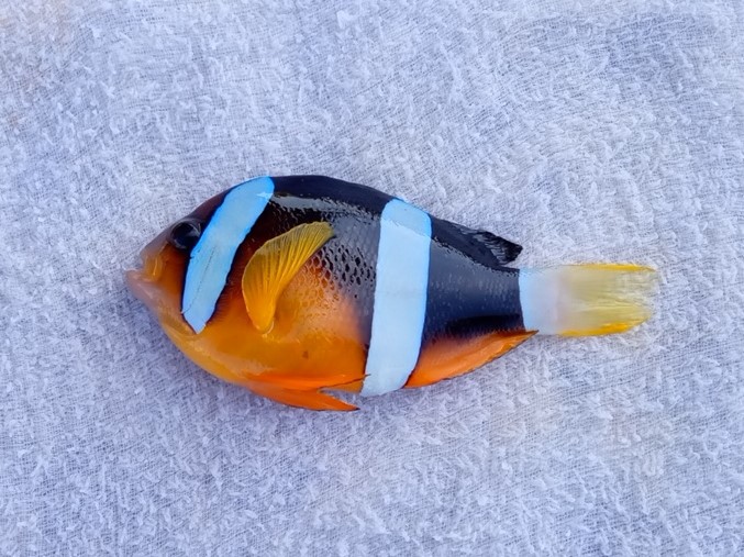 クマノミ(2024.09.28) - WEB魚図鑑