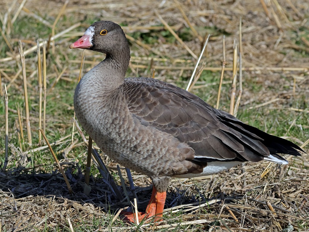 カリガネ(2026.01.08) - 日本の野鳥識別図鑑
