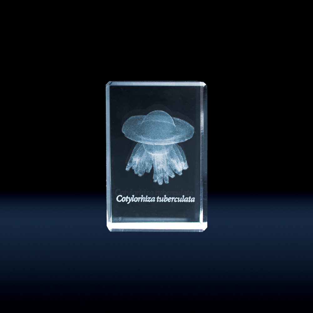 クリスタルキューボイドミニ ジェリーフィッシュ（全6種） – 株式会社