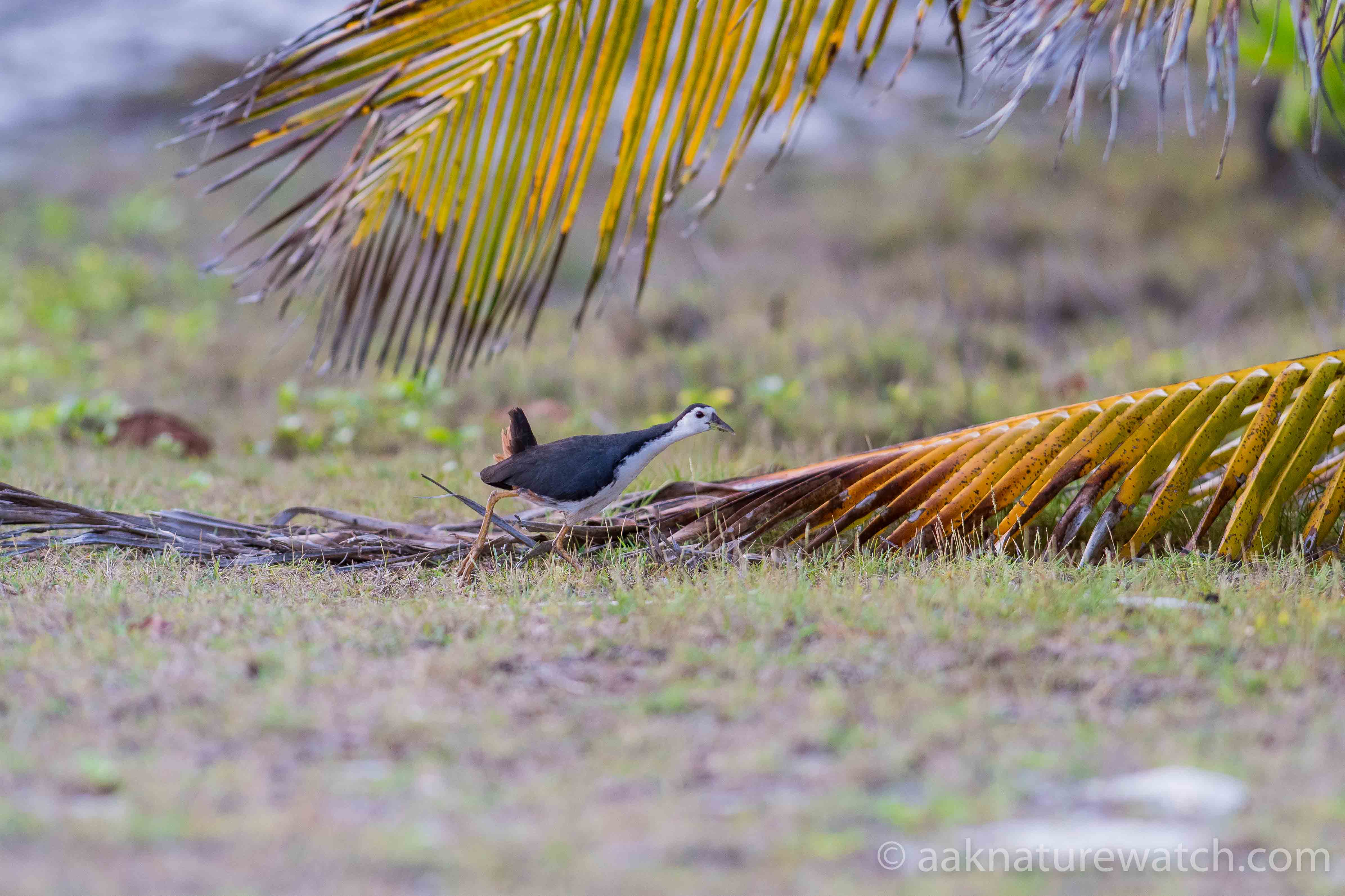 ココス諸島探鳥記 その5 | 【公式】オーストラリア唯一の日本語専門