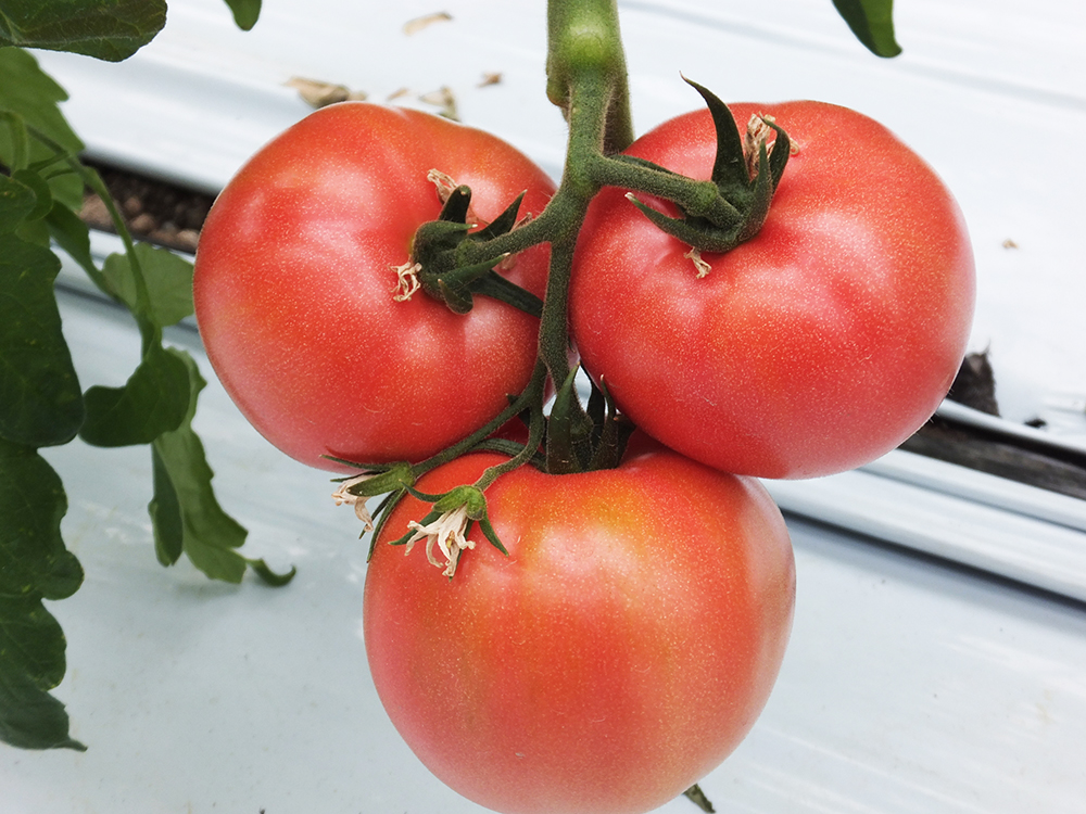 トマトで人生初めての感動を！ スーパーには並ばない完熟トマトを生産