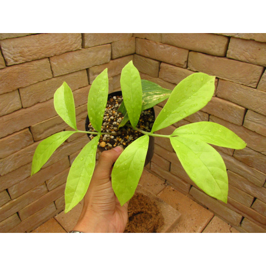 ザミオクルカス・ザミフォリア 斑入り ミューテーション 未紹介個体