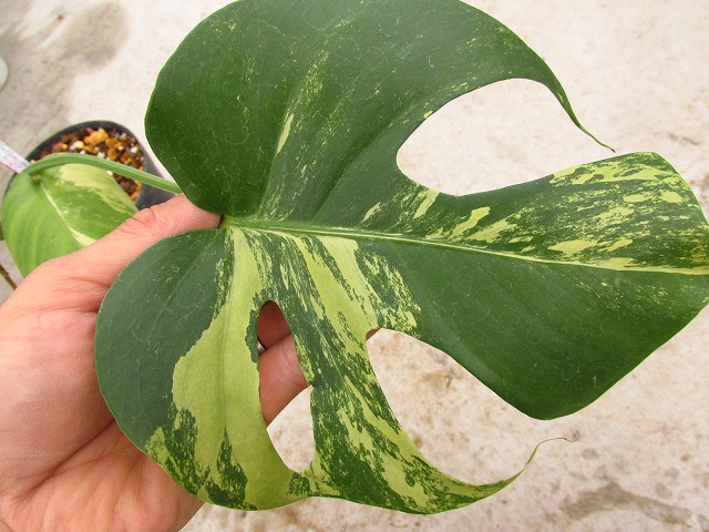 モンステラ デリシオーサ 極麗ミント(Monstera deliciosa Mint